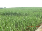 32857CIMG1989.JPG