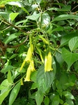 24464Colima 052.jpg