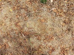 46197CIMG0486.JPG