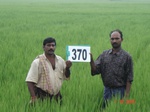 133190370a-irrigated-canal-rice-doublecrop.gif