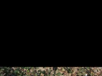 11568053-Irrigated (Surface water) cotton-c.jpg