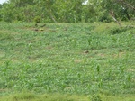 18657P1000495.JPG
