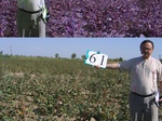 11585061-Irrigated (Surface water) cotton-b.jpg
