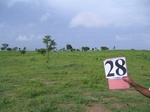 1045528-cropland-rainfed-1yr-fallowa.gif