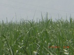 33098CIMG2333.JPG