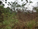 47373CIMG3710.JPG