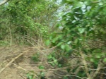 51544P1000714.JPG