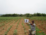 12378008c-rainfed-mixed-crop-cotton-dominant-sorgam-fallows.gif