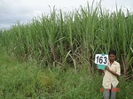 69590163b-irrigated-supplemental-groundwater-mixedcrop-soyabean-sorghum-sugarcane.jpg