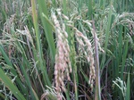 15000IMG_3810.JPG