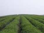 1197R0015048_small.jpg