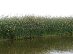 38602CIMG0133.JPG