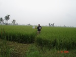 133280372b-irrigated-canal-rice-doublecrop.gif