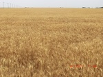 29375CIMG0610.JPG