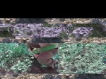 11623069-Irrigated cotton-a.jpg