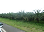 25897P1020316.JPG