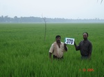 133200370b-irrigated-canal-rice-doublecrop.gif