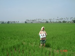 12552014a-irrigated-canal-plus-groundwater-pumping-rice-classic-delta-rice-in-krishna-basin.gif