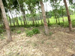 50588CIMG1217.JPG