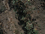 10354vp-047-Irrigated (Surface water) cotton-a.jpg
