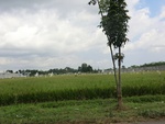 31197CIMG1059.JPG