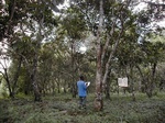 12288GT189_cocoa_plantation.JPG