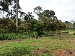 46249CIMG0538.JPG