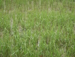 54504DSCN1786.JPG