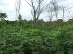 20050P1010901.JPG