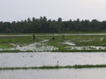 1174511-cropland-rice-b.jpg