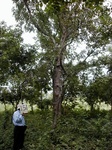 12153GT151_Savannah_woodland.JPG