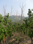53487CIMG6824.JPG