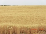 29835CIMG1268.JPG