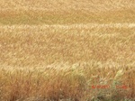 29689CIMG0980.JPG
