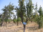 10251045-Irrigated (SW) orchards-a.jpg
