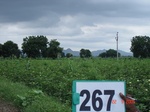 129570267b-irrigated-supplemental-major-lift-irrigation-cotton.gif