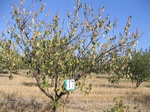 10180017-irrri-orchard-sw-1b.jpg