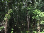 15977IMG_4530.JPG