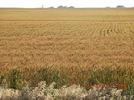 29754CIMG1081.JPG