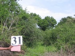 1187031-scrubland-good-tree-coverb.jpg