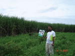 126340173b-irrigated-canal-sugarcane.gif
