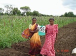 125710155a-irrigated-supplemental-groundwater-millet-dominant-maize.gif