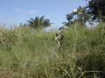 12044GT301_grass_fallow.JPG