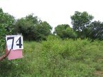 1180274-scrubland-with-good-tree-cover-b.gif