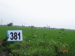 76590381b-irrigated-canal-rice.jpg