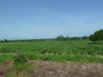 19514P1010361.JPG