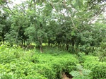 34861CIMG1532.JPG