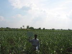 7874gt073a-irrigated.jpg
