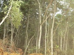 48269CIMG4606.JPG