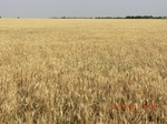 29350CIMG0569.JPG